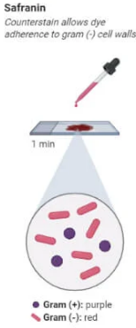 <p><strong>Counterstaining (Safranin)</strong></p><ul><li><p>Flood the slide with <strong>safranin</strong> stain for <strong>1 minute</strong>.</p></li><li><p><strong>Safranin</strong> stains the Gram-negative bacteria <strong>red</strong> or <strong>pink</strong>.</p></li><li><p><strong>Rinse</strong> the slide gently with water.</p></li></ul><p></p>
