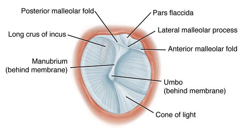 <p>depressed part of cavity attached to middle ear (manubrium of malleus shows through)</p>