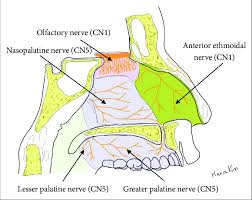 <p><strong>nasopalatine nerve</strong><span>&nbsp;(branch of maxillary nerve)</span></p><p><strong>nasociliary nerve</strong><span> (branch of the&nbsp;ophthalmic nerve)</span></p><p><span>Innervation to the external skin of the nose is supplied by the</span><strong> trigeminal nerve</strong></p>