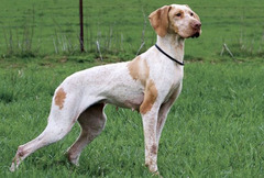 <p>Origin: France</p><p>Height range: 22-26 in</p><p>Weight range: 55-66 lb</p><p>Life span: 12-14 years</p>