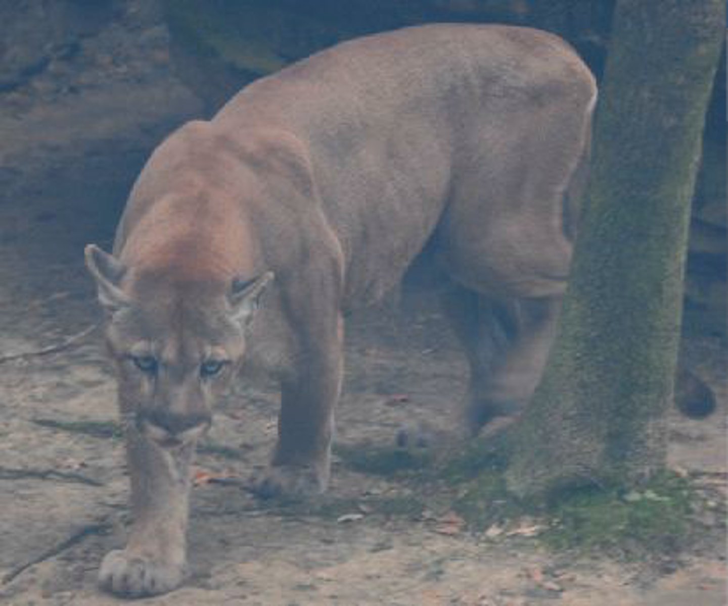 <p>Identify the species shown:</p>