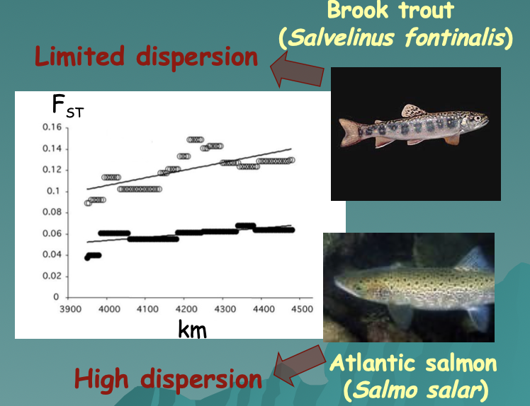 <ul><li><p>Brook trout (Salvenius fontonalis), having limited dispersion → Atlantic salmon (Salmo salar), having high dispersion</p></li><li><p>Eurasian otter (Lutra lutra)</p></li></ul>