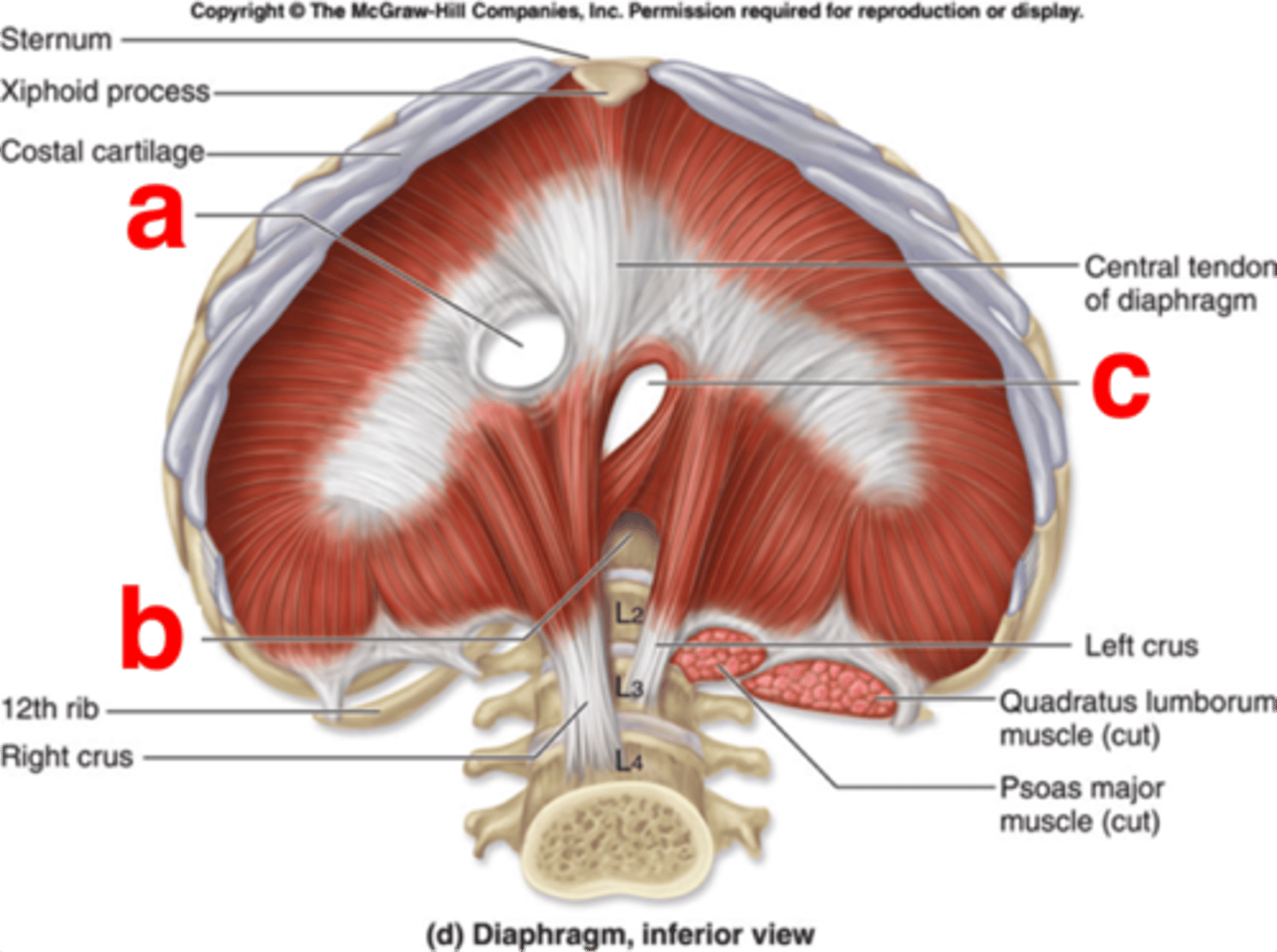 <p>aorta, thoracic duct, azygous and hemiazygous vein.</p>