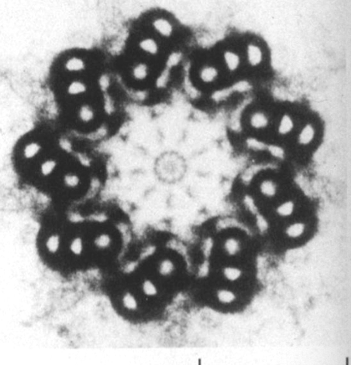 <p>what cell structure is this</p>
