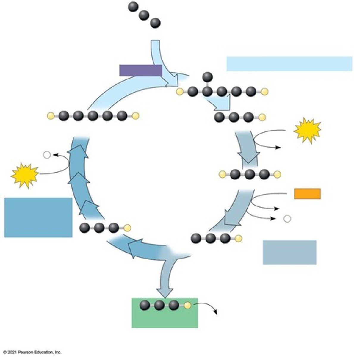 <p>Carbon dioxide is fixed into glucose using ATP and NADPH produced in light-dependent reactions</p>