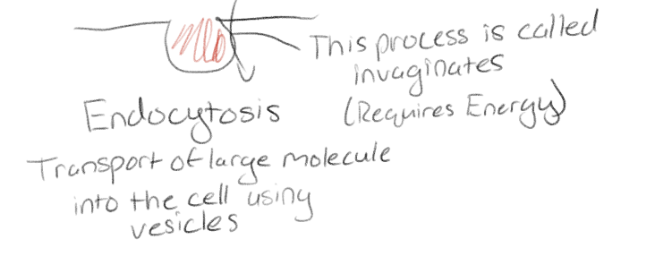 <p>Transport of large molecule into cell</p><p>Plasma membrane invaginates to form vesicles</p>