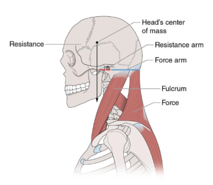 <p>this is an example of a first class lever </p><p>t or f</p>