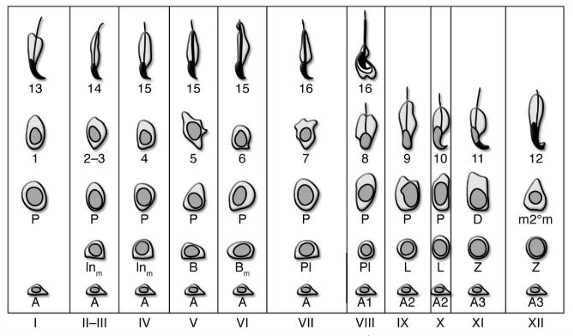 <p>Why are different stages of spermatogenesis grouped together (2)?</p>