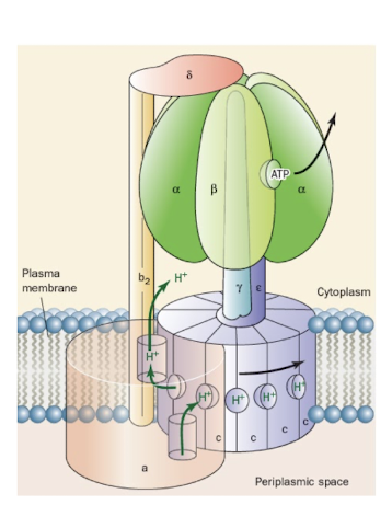 knowt flashcard image