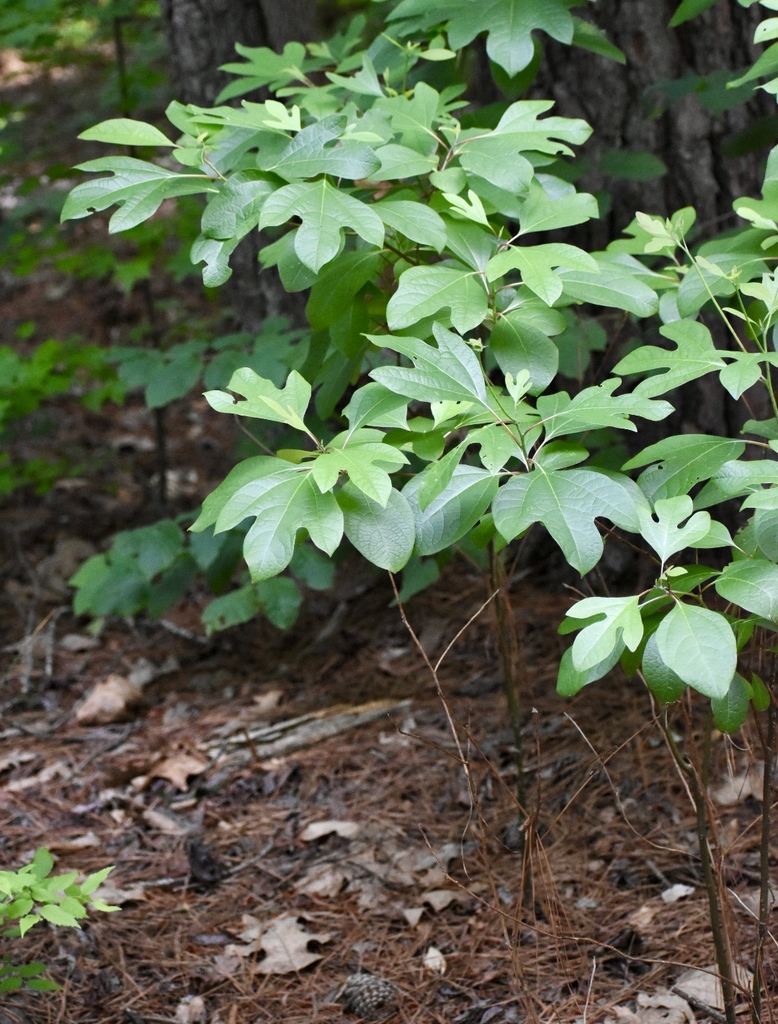 <p>sassafras</p>