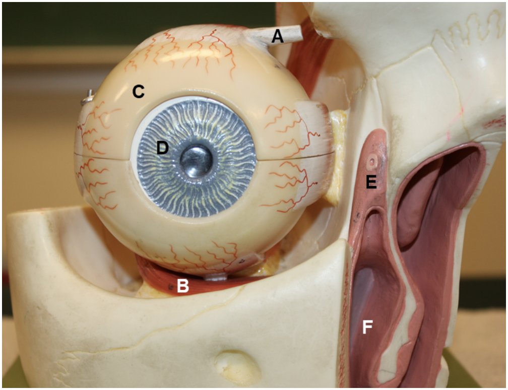<p><span><span>In the image above, identify structures A-F.</span></span></p>