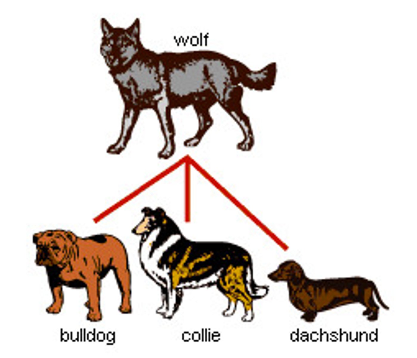 <p>Breeding organisms with specific traits in order to produce offspring with identical traits. Changes can occur rapidly</p>
