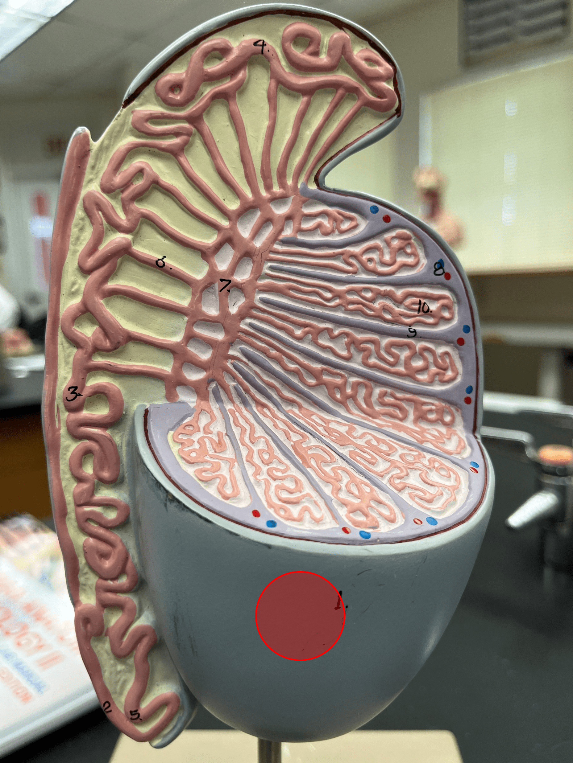• Part of the scrotum.

• Composed of several layers of fascia and a capsule of connectie tissue.

• Envelops each testis.