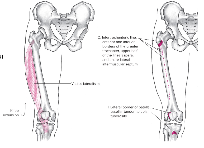 Origin: Proximal end of femur 

Insertion: Patella 

Action: Knee extension