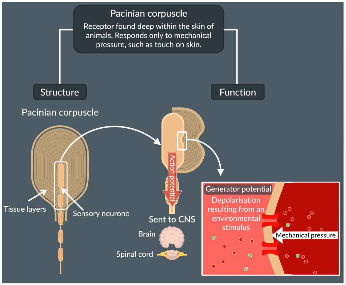 <p>Pacinian Corpuscle has a single sensory neuron surrounded by layers of tissue. It is a transducer in which converts the mechanical energy into generated potential energy</p><ul><li><p>When mechanical pressure is felt on pacinian corpuscle, this causes stretch-mediated sodium ion channels to open, and sodium ions to enter via facilitated diffusion</p></li><li><p>This causes inside of the sensory neuron to get depolarised, known as a generated potential.</p></li><li><p>When enough of these generated potentials reach threshold, there is an action potential that passes onto the CNS.</p></li></ul><p></p>