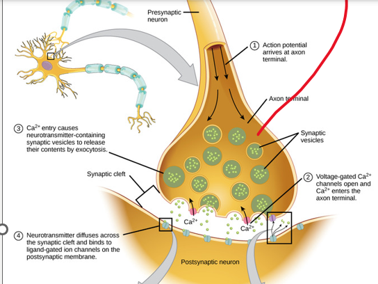 <p>(5)  Describe the sequence of events by which action potentials stimulate the release of  _______________from presynaptic axons.</p><p></p><p><u><strong>Chemical</strong></u></p><p>•Axon terminals hold synaptic vesicles</p><p>•Pre-synaptic neurons release <strong>__________</strong></p><p>•which is a chemical messenger that travels across the synaptic cleft and binds to receptors on post-synaptic neurons</p><p><strong>SNARE complex:</strong> proteins loosely dock vesicles</p><p>Calcium Ions trigger a change in the SNARE proteins that lead to the fusion &amp; release of the neurotransmitter</p>