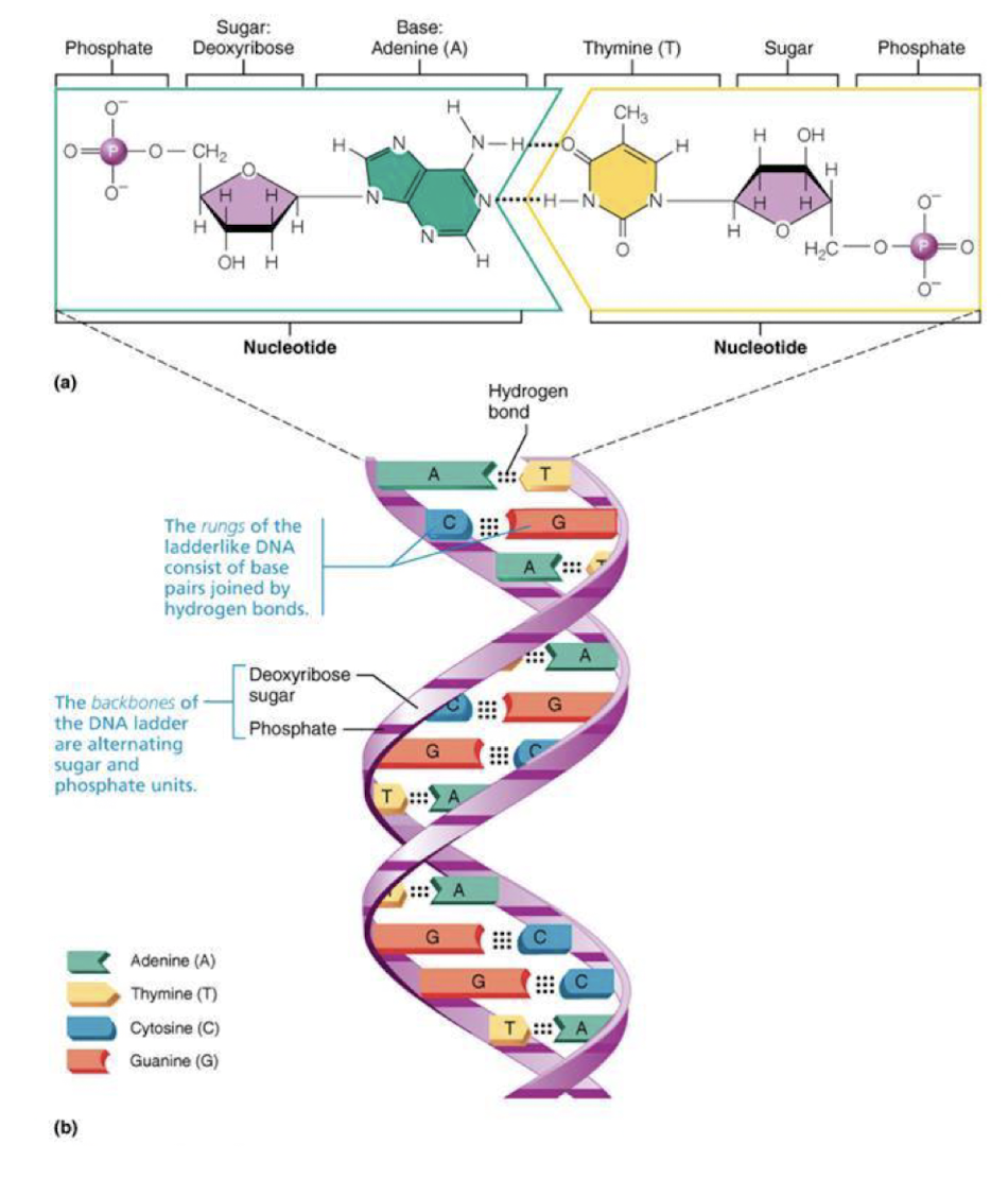 genetic blueprint for synthesis of all proteins 

* double helix-in cell nucleus 
* 4 nitrogen bases
  * purines: adenine (A), guanine (G)
  * Pyrimidines: Cytosine (C), thymine (T)
* specific nitrogen bonding pattern-complentary base pairing rules 

  *A pairs w T*

  *G pairs w C*