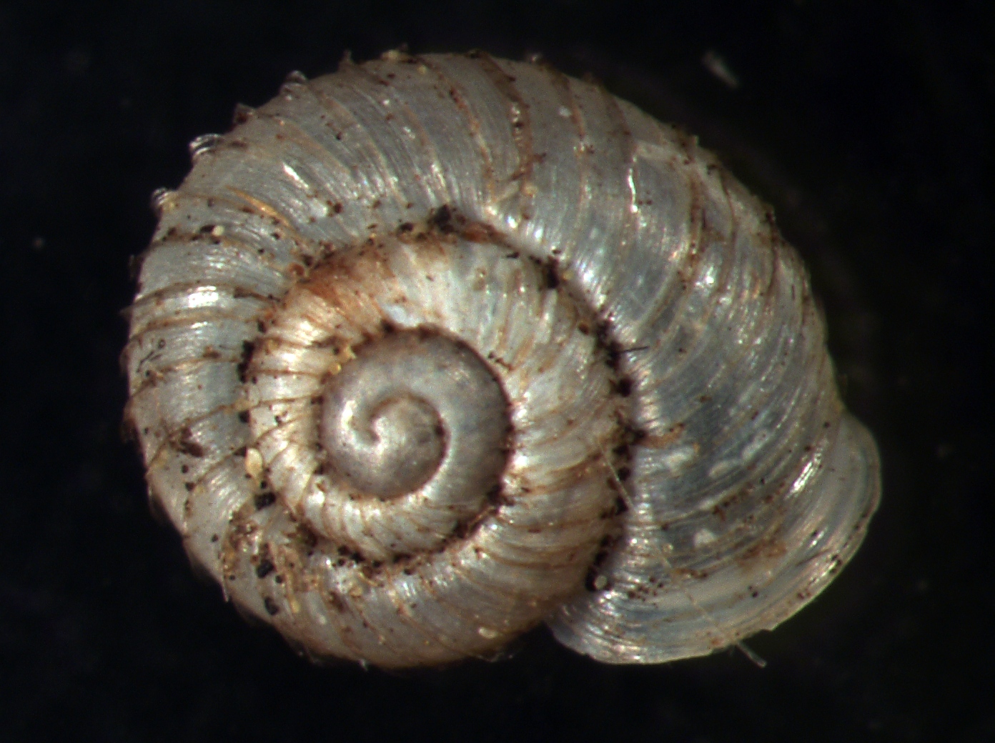 <p>Vallonia costata, harjakotilo</p>