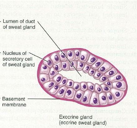<p>Ducts: present in the centre so secretion could be collected in the lumen \n Secretory cells: on the inner edge of the duct \n  \n No blood vessels in extreme proximity</p>