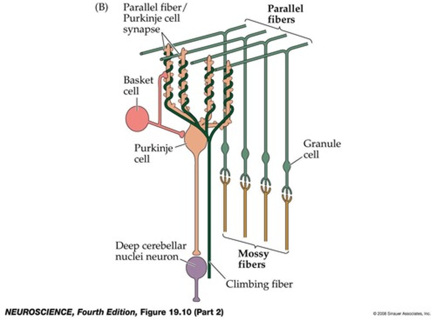 <p>Inputs from mossy fibers and climbing fibers collaterals.</p>