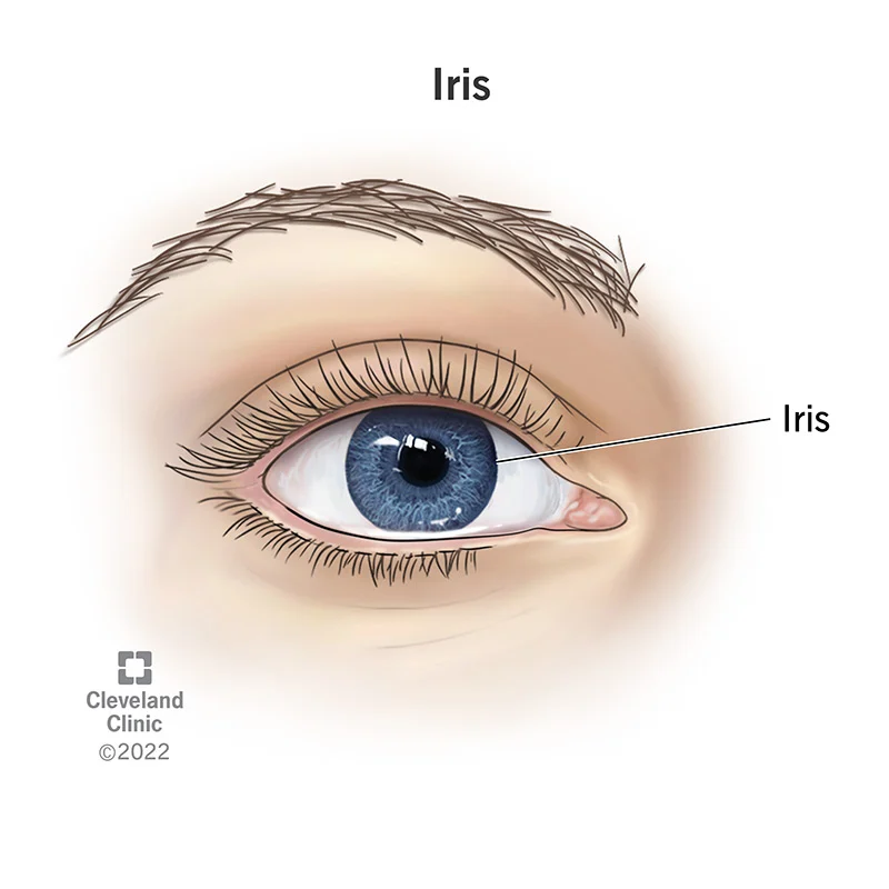 <ul><li><p>Forms colored portion of the eye around the pupil</p></li><li><p>Controls size of pupil opening</p></li></ul>