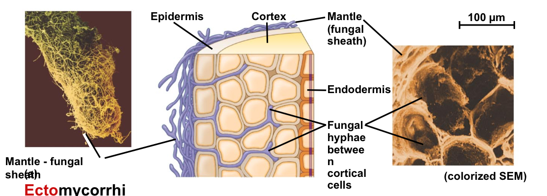 <p>What occurs during ectomycorrhizae?</p>