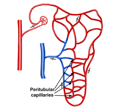 <p>Tiny blood vessels that surround the kidney tubules, helping to take back useful things.</p>