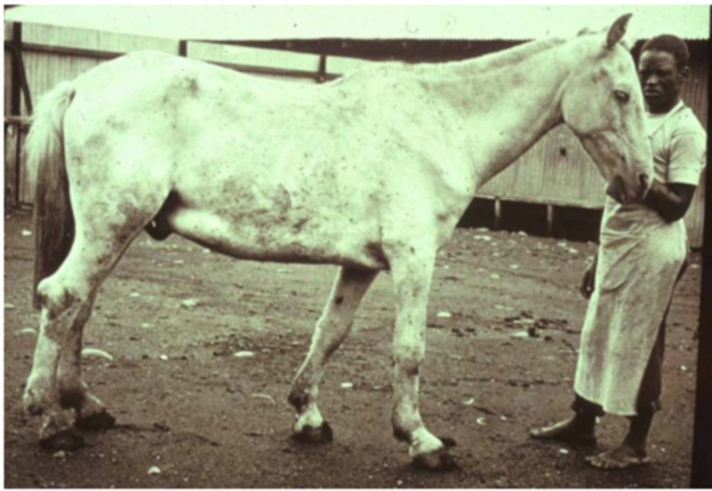 <p>1. Domestic Ruminants/Equids</p><p>2. &gt;3 Days</p><p>3. Bleeding from all orifices of the body. subcutaneous oedematous swelling of throat and neck. Localised infection can spread to septicaemia (Fatal). Loss of appetite, vomiting, Bloody Diarrhea</p>