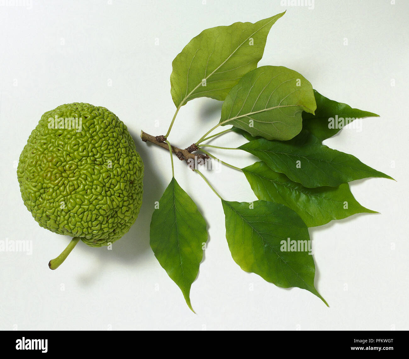<p>Maclura pomifera</p>