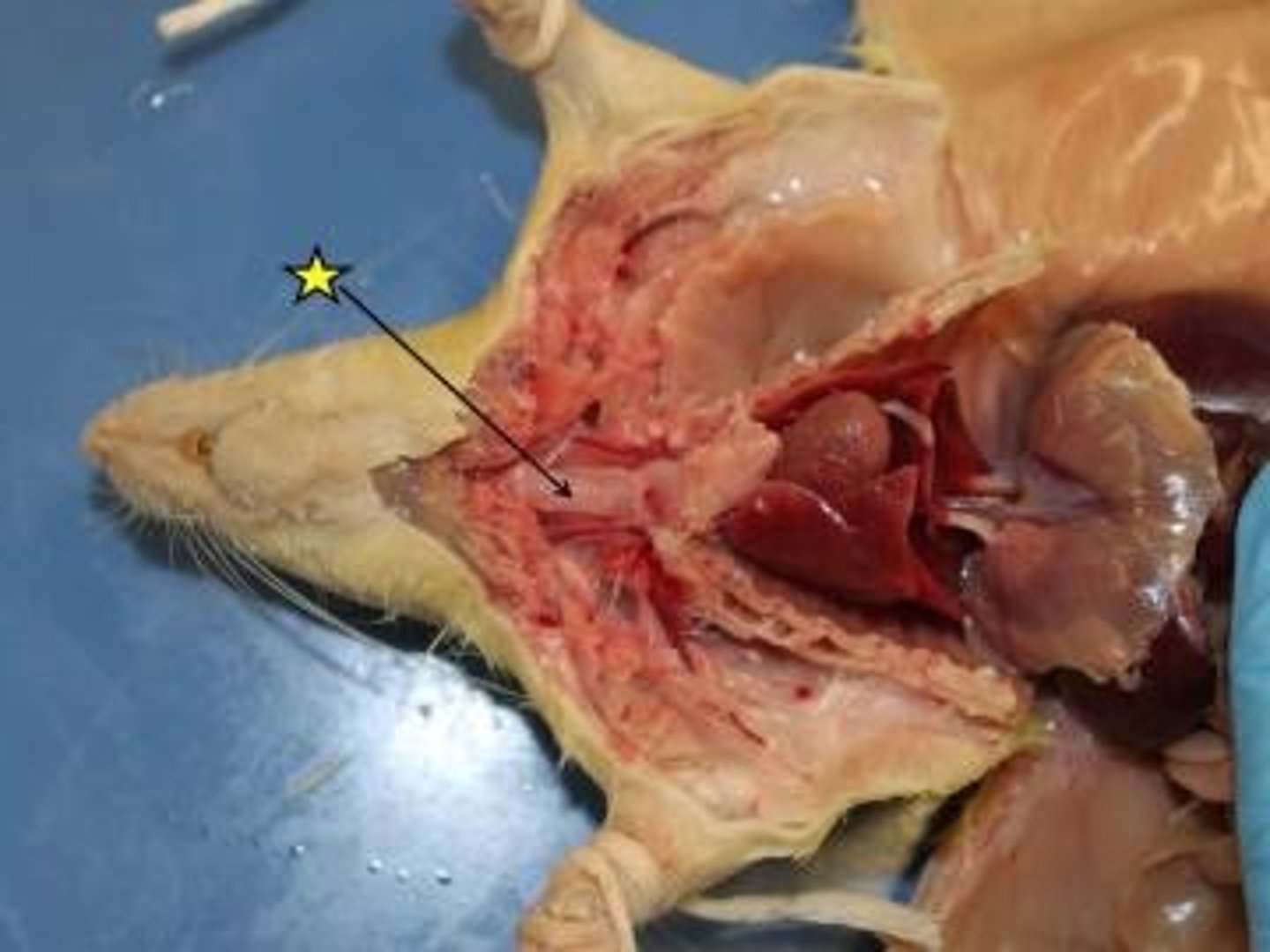 knowt flashcard image