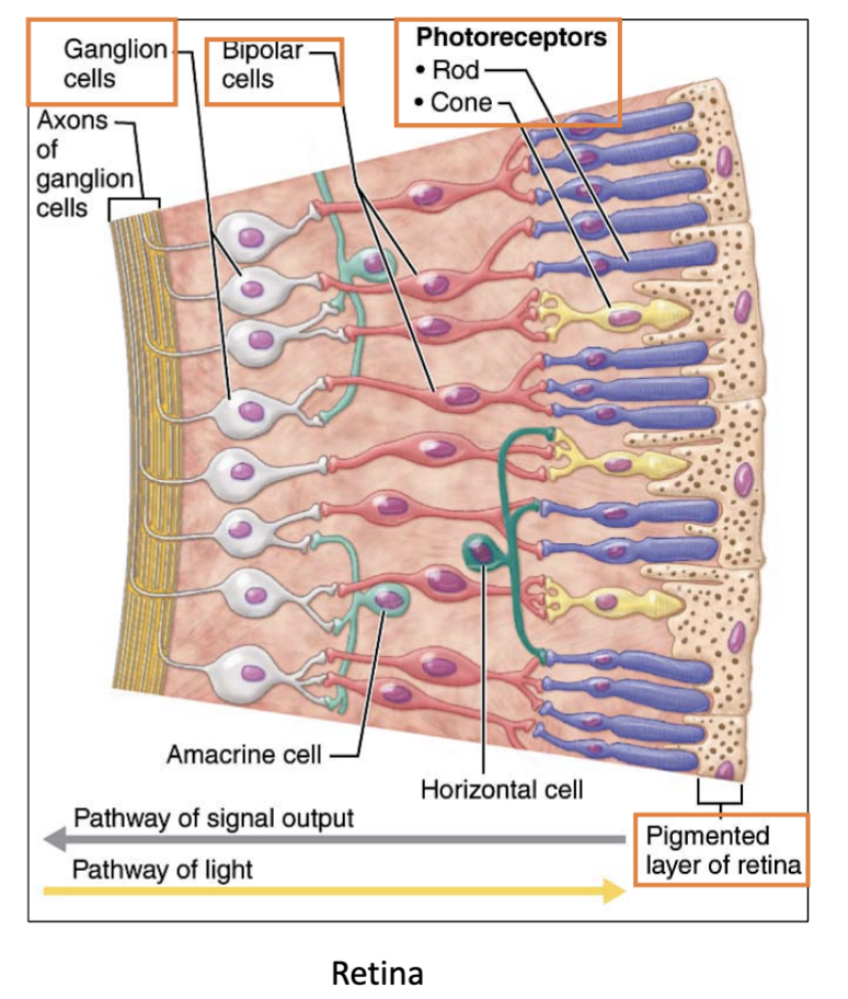 <p>ganglion </p>