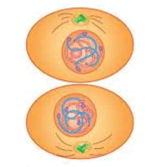 <p>2 cells with the same structure and number of chromosomes as the parent cell</p>