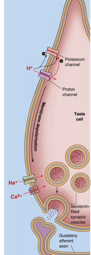 <p></p><ul><li><p>Protons (H⁺) from acids increase positive charge inside the taste receptor cell and reduce K⁺ efflux, causing membrane depolarisation.</p></li></ul><p></p><p><strong>How H⁺ produces depolarisation</strong></p><ul><li><p>Acidic foods release H⁺ in saliva.</p></li><li><p>H⁺ affects sour-sensitive taste cells in two main ways:<br></p><ul><li><p>H⁺ enters through proton-permeable channels, adding positive charge.</p></li><li><p>H⁺ blocks K⁺-selective channels, preventing K⁺ from leaving the cell.</p></li></ul></li></ul><p></p><ul><li><p>Reduced K⁺ efflux means the cell cannot maintain a negative resting potential.</p></li><li><p>Net effect is depolarisation of the taste cell membrane.</p></li></ul><p></p><p><strong>Electrical to chemical signal conversion</strong></p><ul><li><p>Depolarisation opens voltage-gated Na⁺ channels, amplifying the depolarisation.</p></li><li><p>Depolarisation also opens voltage-gated Ca²⁺ channels at the base of the taste cell.</p></li><li><p>Ca²⁺ enters the taste receptor cell.</p></li></ul><p></p><p><strong>Neurotransmitter release and nerve activation</strong></p><ul><li><p>Increased intracellular Ca²⁺ triggers vesicular release of neurotransmitter (commonly serotonin).</p></li><li><p>Neurotransmitter is released from the taste receptor cell, not the nerve.</p></li><li><p>The gustatory afferent neuron is activated.</p></li><li><p>The afferent neuron generates an action potential that travels to the brainstem.</p></li></ul><p></p><p><strong>Why sour taste uses an ion channel mechanism</strong></p><ul><li><p>The tastant (H⁺) directly alters ion flow across the membrane.</p></li><li><p>No GPCRs or second messengers are required.</p></li><li><p>This makes sour taste rapid and intensity-dependent.</p></li></ul><p></p>