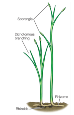 A group of early vascular plants that appeared in the Silurian and became extinct in the Devonian. Possessed dichotomously branching stems with terminal sporangia but no true leaves or roots.