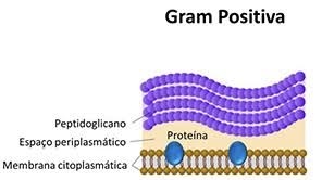 <p><span style="color: rgb(0, 0, 0)">Bactérias que possuem uma </span><strong>espessa camada de peptidoglicano</strong><span style="color: rgb(0, 0, 0)"> na parede celular. Essa camada retém o corante cristal violeta durante o processo de coloração de Gram, resultando em uma coloração </span><strong>roxa</strong><span style="color: rgb(0, 0, 0)"> ou </span><strong>azul escura</strong><span style="color: rgb(0, 0, 0)"> ao final da coloração.</span></p>