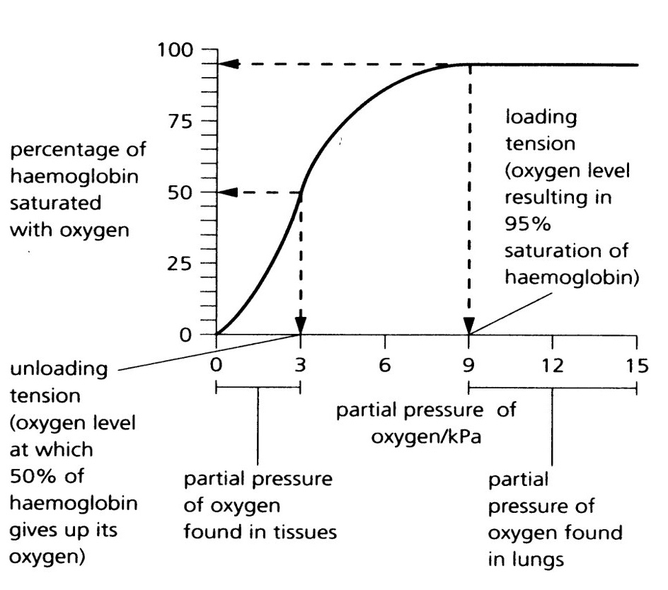 <p>what shape does the oxyhaemoglobin dissociation curve have?</p>