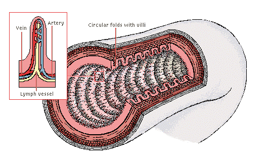 <p>What are villi and what is their function?</p>