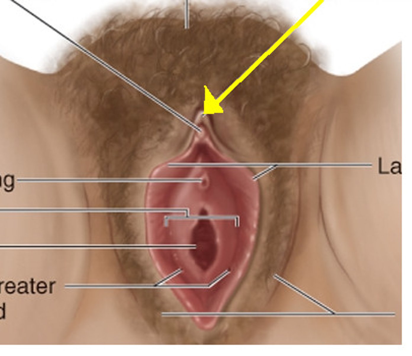 <p>organ of sensitive erectile tissue anterior to the opening of the female urethra</p>