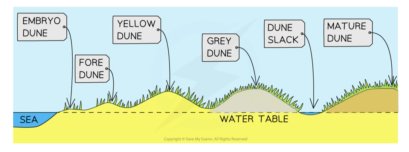 <ul><li><p><strong>Fore dunes</strong></p><ul><li><p>embryo dunes give some protection against prevailing wind</p></li><li><p>allows other species of plant to grow (e.g. Marram Grass)</p></li><li><p>Marram grass begins to stabilise dune with its root system</p></li><li><p>plants add organic matter to the dunes <span style="font-family: __bwModellica_c589ae, __bwModellica_Fallback_c589ae">→ </span>making dunes more hospitable for plants to grow</p></li><li><p>Maximum height is 5 metres</p></li></ul></li></ul><p></p>