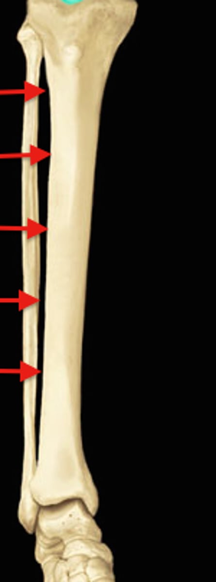 <p>lateral crest of the SHAFT, faces FIBULA, attachment of INTEROSSEOUS MEMBRANE</p>