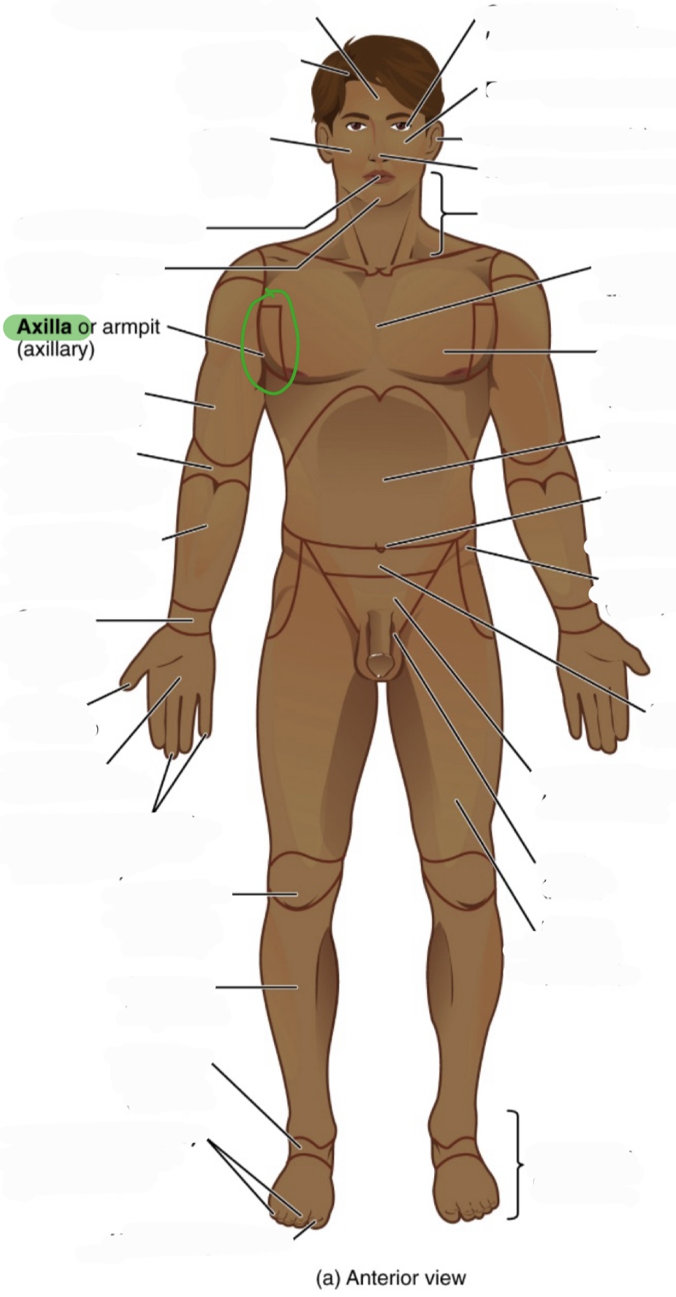 <p>armpit</p><p>(aka axillary)</p>
