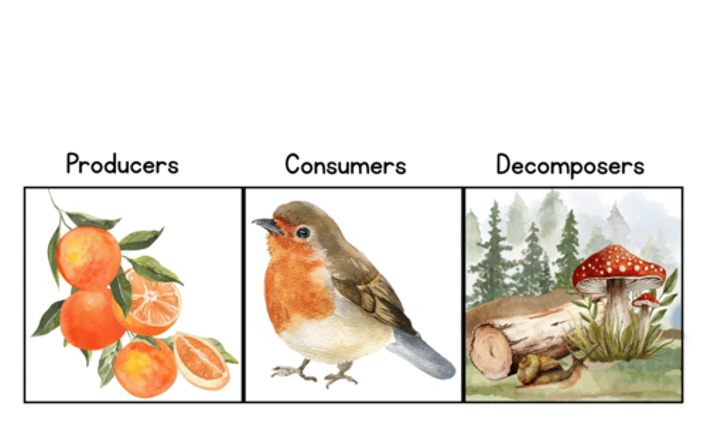 <p>Producers</p><p>Consumers</p><p>Decomposers</p>