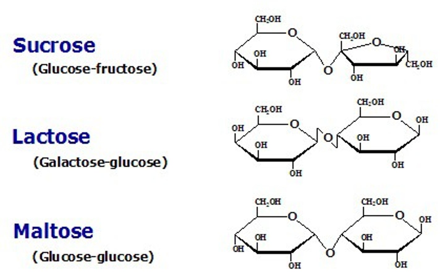 <p>- the carbon that carries the aldehyde or ketone can react with any hydroxyl group on a second sugar molecule</p><p>- three common ________ - maltose (glucose + glucose), lactose (galactose + glucose), sucrose (glucose + fructose)</p>