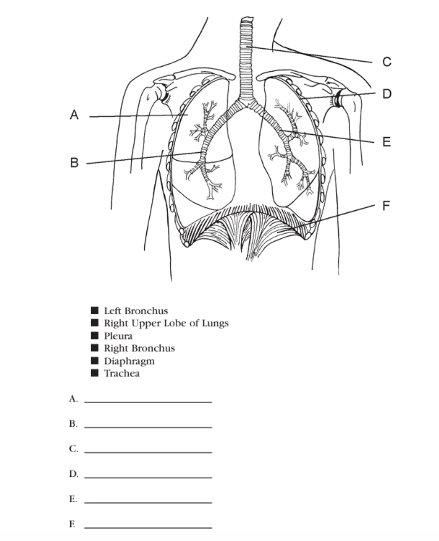 <p>C. </p>
