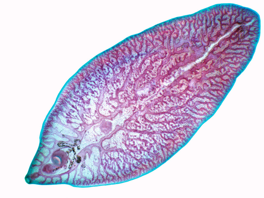 <p>Phylum?Class?<br>Symmetry? Tissue type?<br>Cavity?<br><br>identity?</p>