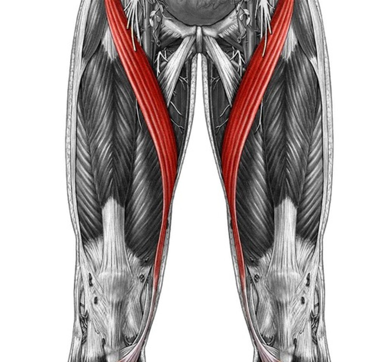 <p>Anteromedial surface of upper tibia</p>