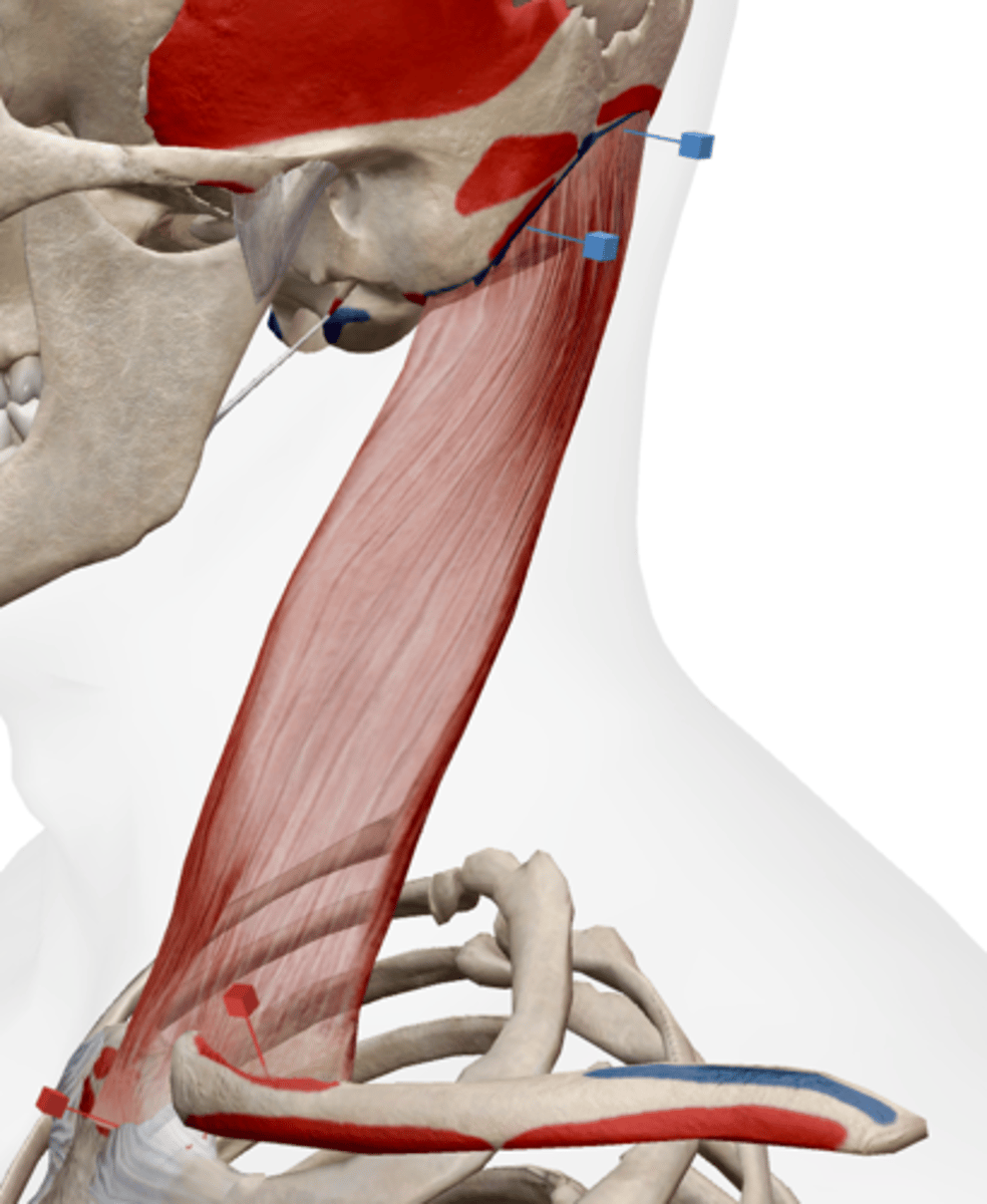 <p>sternum and clavicle</p>