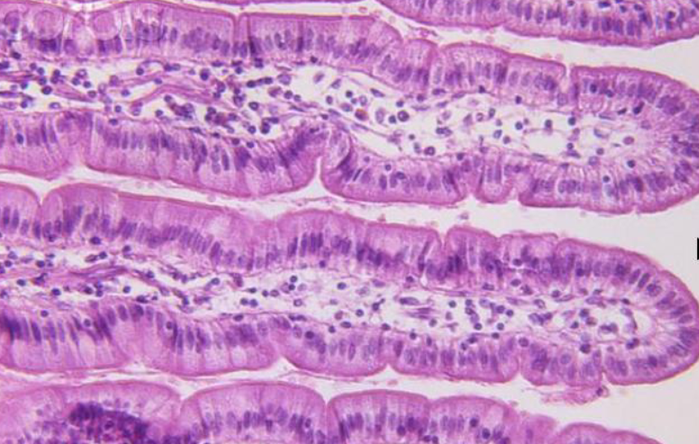 <p>Tissue locations</p>