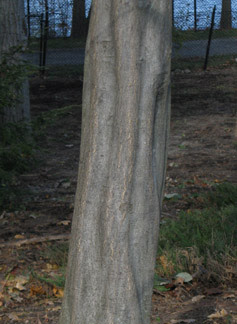 <p>Location: Bottomlands species, prefers to be near water</p><p>Bark: Smooth, grey, with deep indentions (muscle like)</p><p>Leaf: simple, alternate, doubly serrated</p>