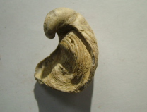 <p>Pelecypods, Gryphaea Marcoui</p>